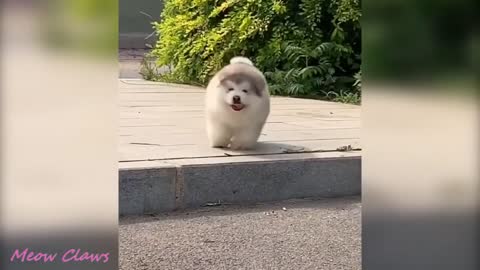 Alaskan cute furry puppies to make your day HAPPY HAPPY