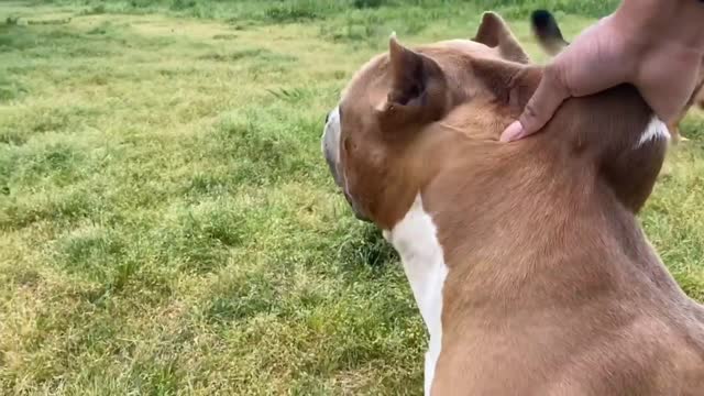 German Shepard Gets In FIGHT With Pitbull At The Dog Park