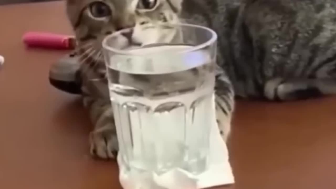 Funny animals video