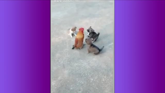 Even The Chicken Can't Resist The Cuteness of Puppies