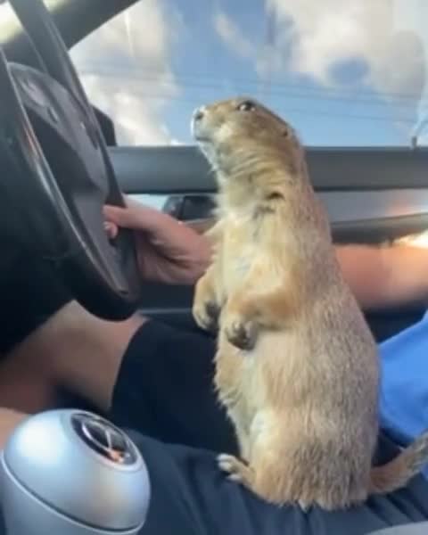 Joy ride with confuse chipmunk.mp4
