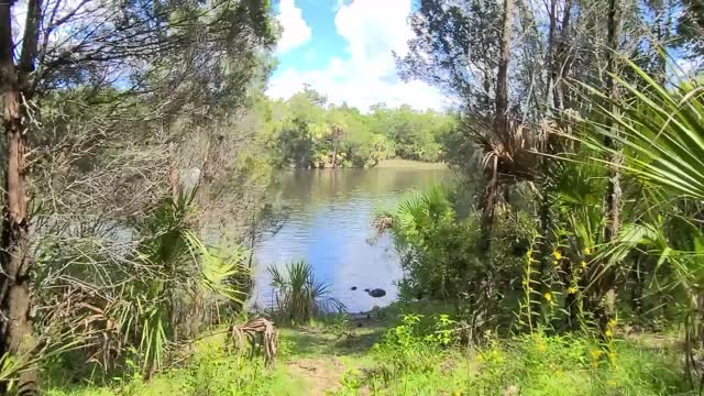 Crystal Cove Trail 1.7 Mile Hike at the Crystal River Florida State Park in HOT, BUGGY, AUGUST!