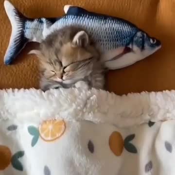 Episode #77 Cute Cat Sleeping Mood In America Very Very Full Funny Viral Video