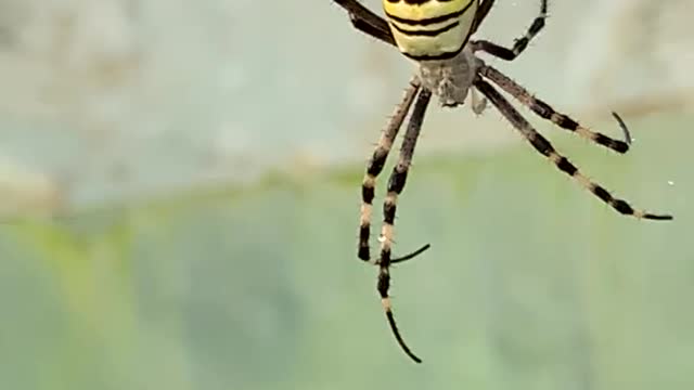 Spiders