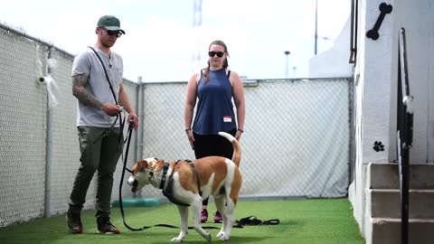 DingDon! Do I need a Dog Trainer? Dog Training is good for every dog!