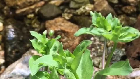 On the banks of the mountain stream, a little fresh