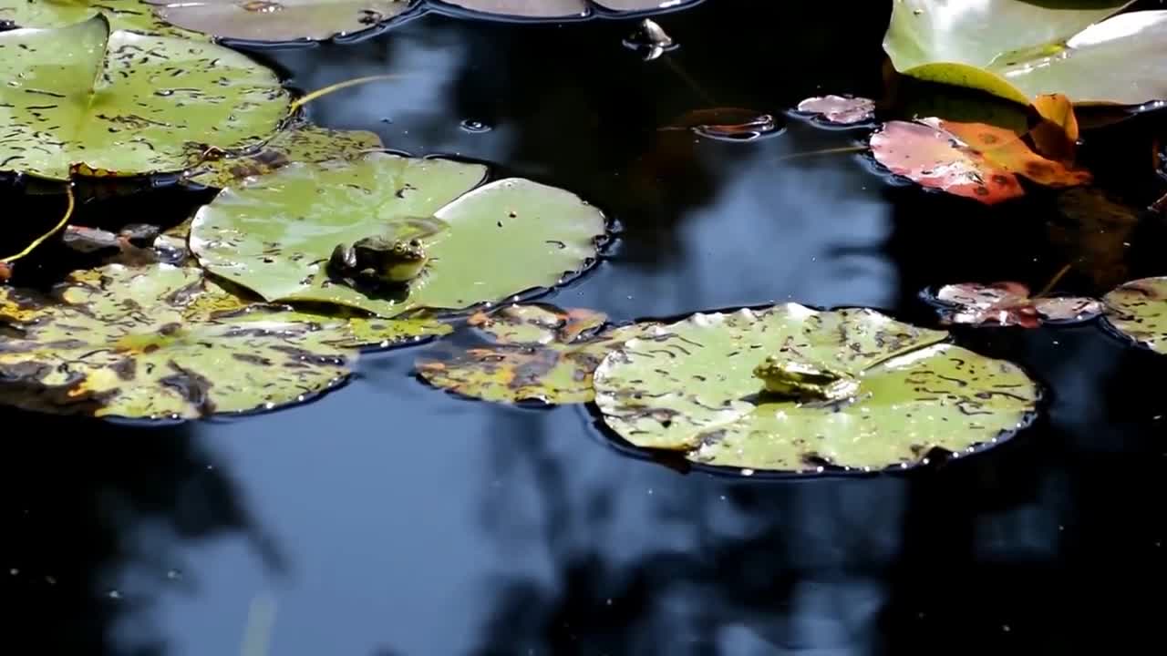 2 Frogs On Lily Pads, 1 Hops/ 2 Frogs On Lily Pads, 1 Hops
