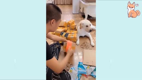 Cute Puppies 😍 Cute Funny and Smart Dogs Compilation | Cute Buddy 💗