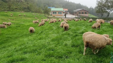 An alpaca farm