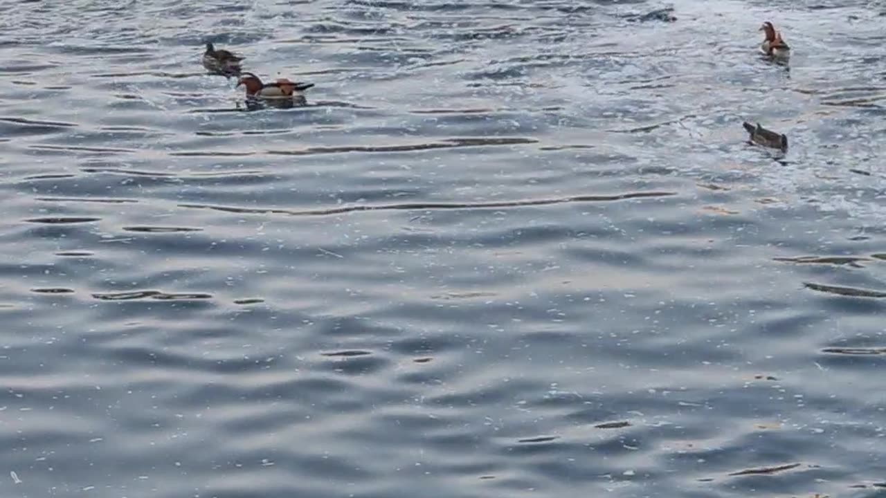 a group of mandarin ducks