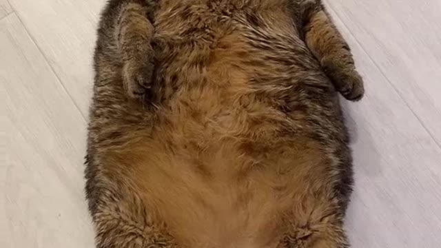 Do you want to touch this belly after a tiring day? 😍