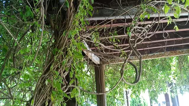 This rattan is so thick, it is full of wooden stakes