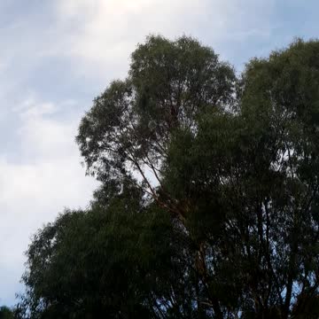 Australian birds on the tree