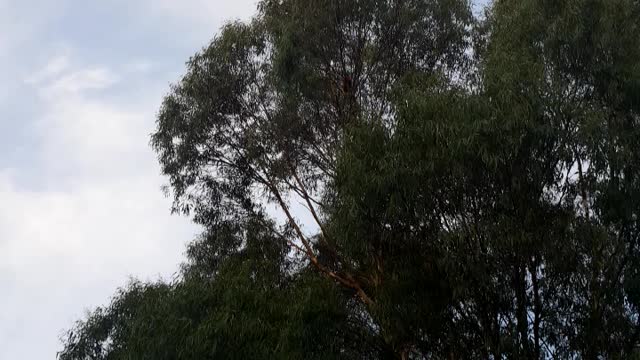 Australian birds on the tree