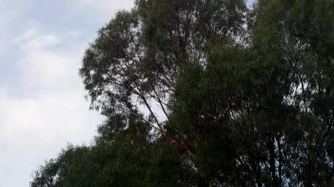 Australian birds on the tree