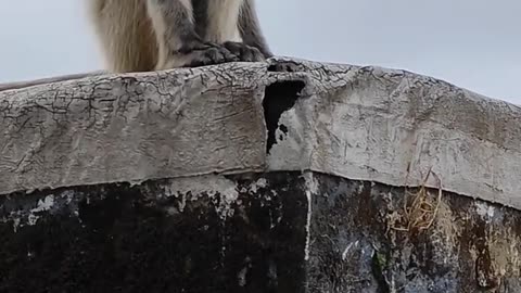 My friend monkey funny vedio