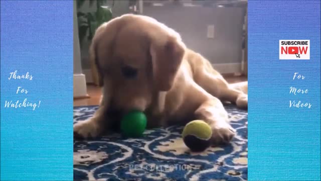 Pets can me cute and funny!