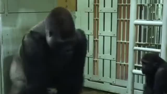 GORILLA FUN