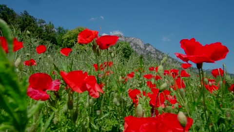 Field Flower Mountains Tracking