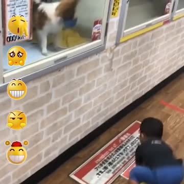 Toddler reaction to see beautiful dog