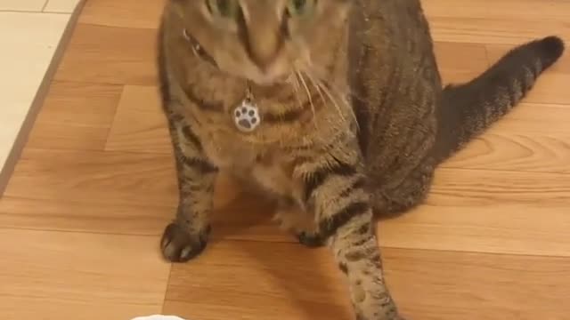 Cat rings bell for food