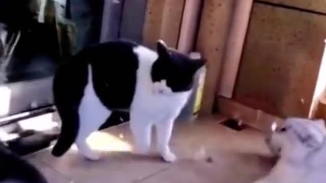 Cat funny video part-9