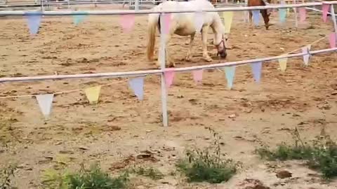 horse fun