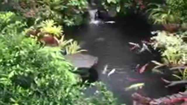 Koi fish pond