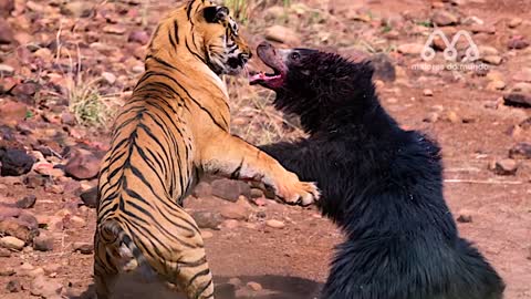 MOST AMAZING WILDLIFE BATTLES #