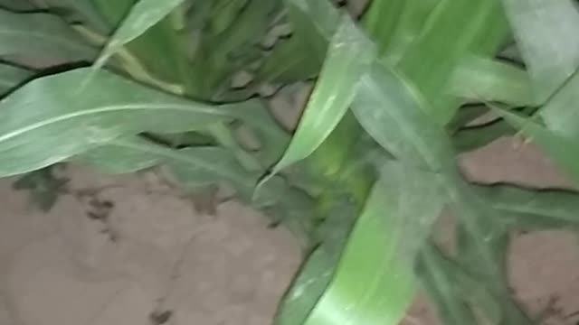 Corn growing