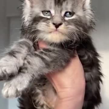 #shorts #kittens #funnycats #смешныекоты Funny kittens