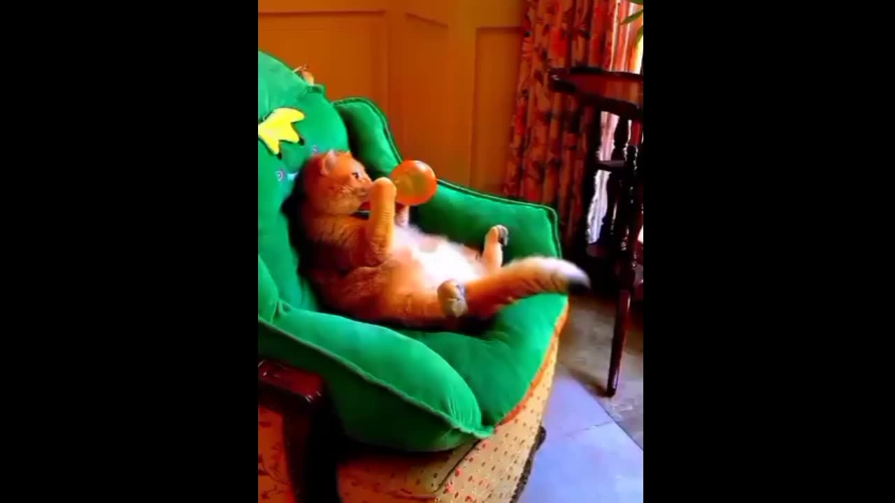 Cute Cats & Kittens 😍😍😍ease Follow Me Funny animals videos