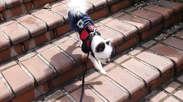 puppy walking down the stairs