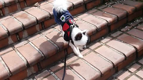 puppy walking down the stairs