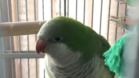 French speaking baby parrot