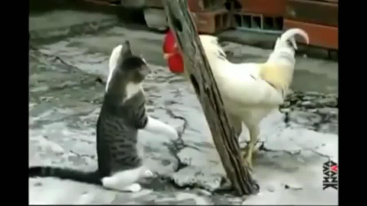 cat vs chicken fight