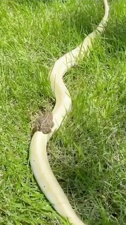 Death Rider frog 😂