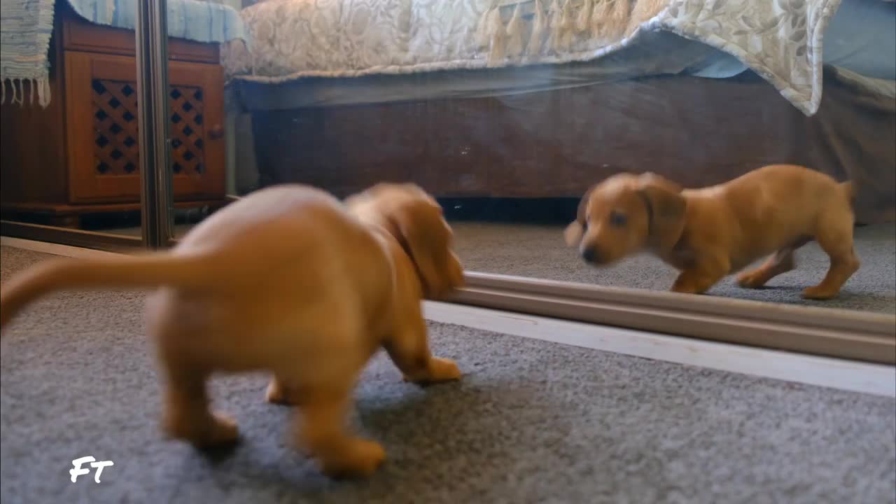 Baby golden retriever confused to see his reflection in mirror