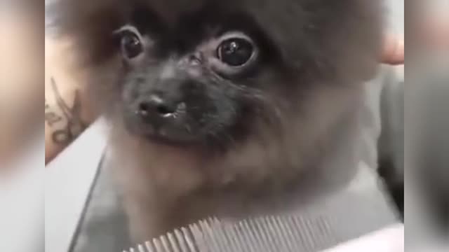 Dog shows her dancing talent while getting a hair cut 😂