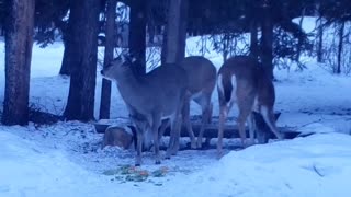 Deer being a bully