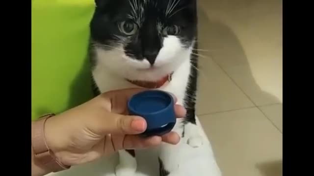 Funniest Cats😂