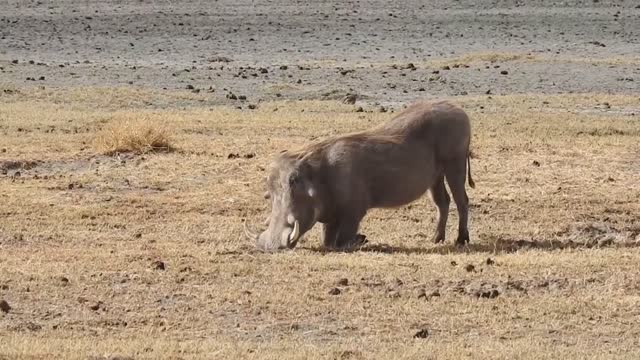 African Warthog