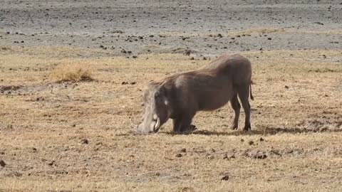 African Warthog