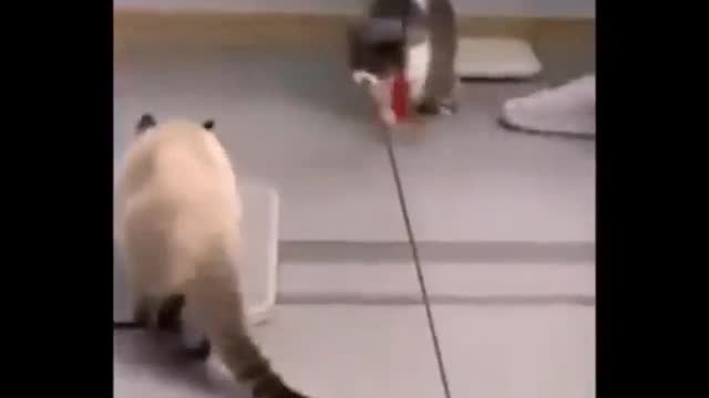 You can't see this funny dancing Cat🐱