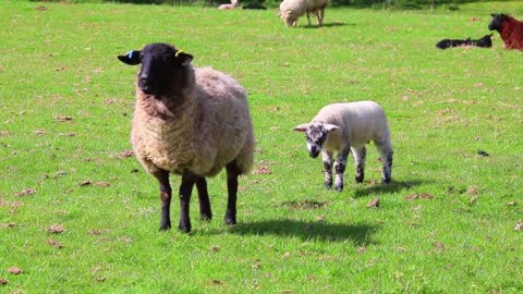 mother sheep and her little sheep