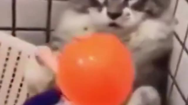 Cute Cat's reaction to Toy Gun.It is worth watching.