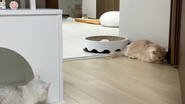 Cute cat fueling beautiful