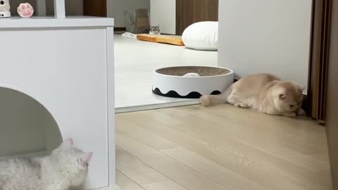 Cute cat fueling beautiful
