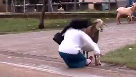 Crazy Goat People In Brazil