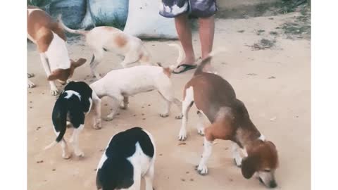 Cães imitando galinha.